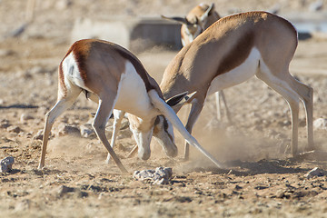 Image showing Springbuck in Etosha National Park, Namibia