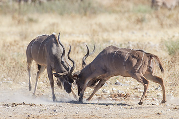 Image showing Greater kudus in Etosha National Park, Namibia