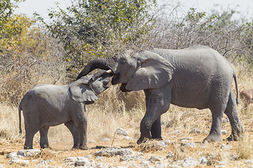 Image showing African Elephant in Etosha National Park, Namibia