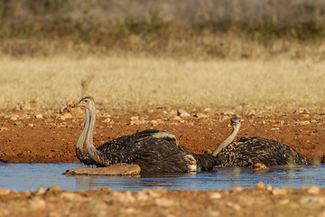 Image showing Drinking Ostrich in Etosha National Park, Namibia