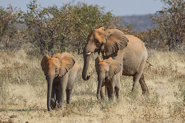 Image showing African Elephant in Etosha National Park, Namibia