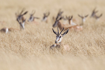 Image showing Springbuck in Etosha National Park, Namibia