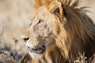 Image showing Male Lion in Etosha National Park, Namibia