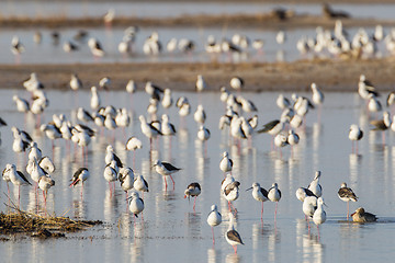 Image showing Black-winged stilt in Etosha National Park, Namibia