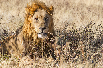 Image showing Male Lion in Etosha National Park, Namibia