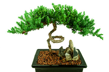 Image showing Bonsai