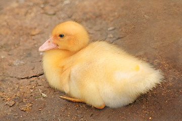 Image showing Little ducky