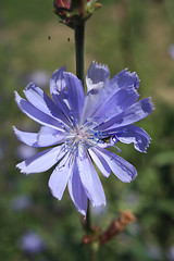 Image showing Cichorium