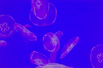 Image showing Jellyfish