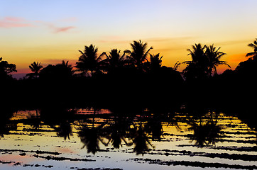 Image showing Ricefield