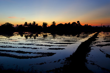 Image showing Ricefield