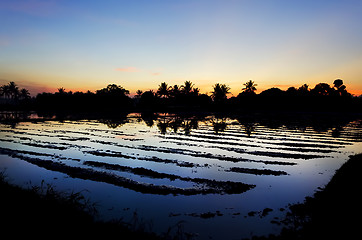 Image showing Ricefield