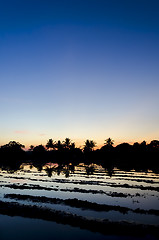 Image showing Ricefield