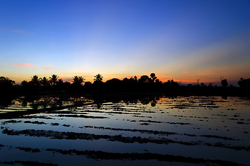 Image showing Ricefield