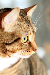 Image showing Cat's glare