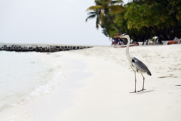 Image showing Heron on beach