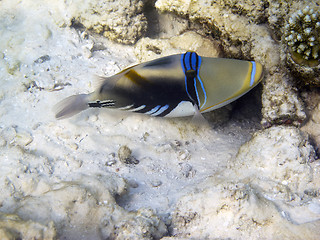 Image showing Lagoon Triggerfish (Rhinecanthus aculeatus)