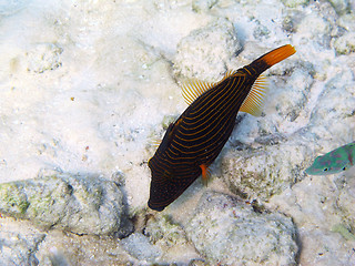 Image showing Orange-striped Triggerfish (Balistapus undulatus)