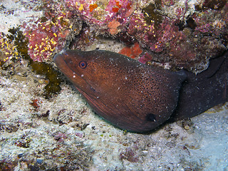 Image showing Giant moray eel (Gymnothorax javanicus)