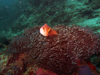 Image showing Maldives anemone fish (Amphiprion nigripes)