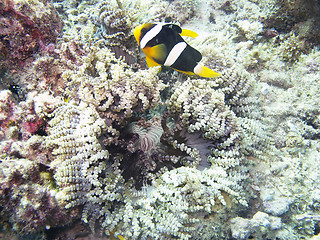 Image showing Clark's Anemonefish (Amphiprion clarkii)