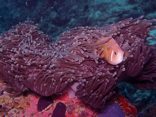 Image showing Maldives anemone fish (Amphiprion nigripes)