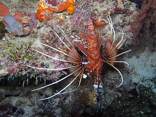 Image showing Spot fin Lionfish (Pterois antennata)