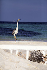 Image showing Heron on beach