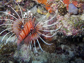 Image showing Spot fin Lionfish (Pterois antennata)