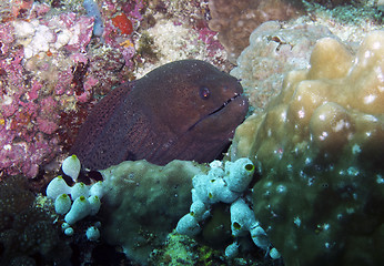 Image showing Giant moray eel (Gymnothorax javanicus)