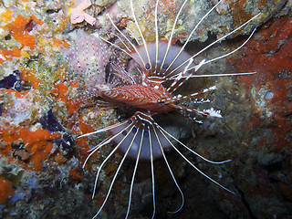 Image showing Spot fin Lionfish (Pterois antennata)