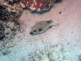 Image showing Black-spotted pufferfish (arothron nigropunctatus)