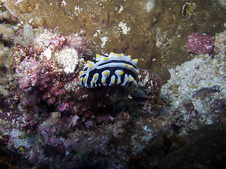 Image showing Nudibranch (Phyllidia varicosa)