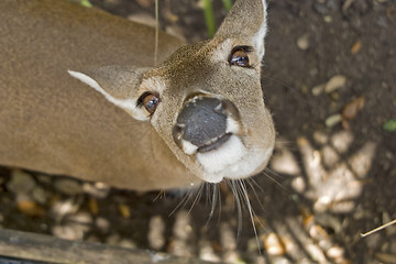 Image showing Deer