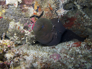 Image showing Giant moray eel (Gymnothorax javanicus)