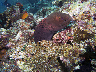 Image showing Giant moray eel (Gymnothorax javanicus)