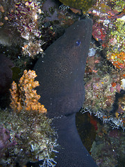 Image showing Giant moray eel (Gymnothorax javanicus)