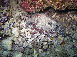 Image showing Stonefish (Synanceia verrucasa)