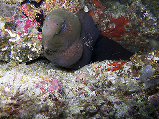 Image showing Giant moray eel (Gymnothorax javanicus)