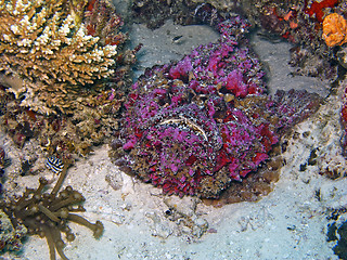 Image showing Stonefish (Synanceia verrucosa)