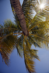 Image showing Sun through fronds