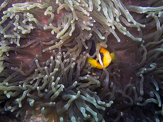 Image showing Clark's Anemonefish (Amphiprion clarkii)