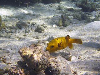 Image showing Yellow Boxfish (Ostracion cubicus)