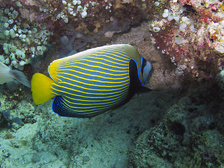 Image showing Imperial Angelfish (Pomacanthus imperator)