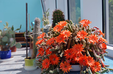 Image showing Torch cactus blooms flowers. Echinopsis huascha. 