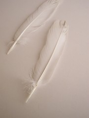 Image showing two feathers