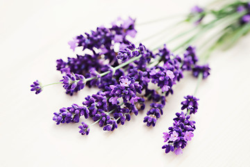 Image showing lavender flowers