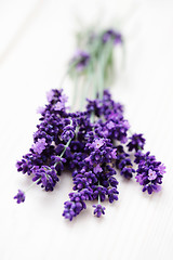 Image showing lavender flowers