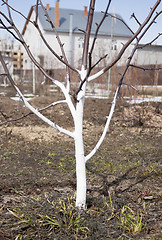 Image showing The trunk of apple trees whitewashed