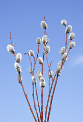 Image showing Catkins of willow. Easter 